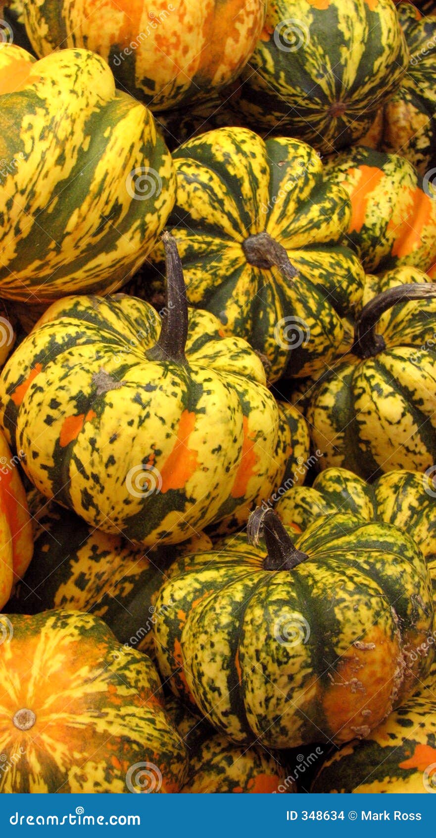 Stacked Squash stock photo. Image of farming, food, growing 348634
