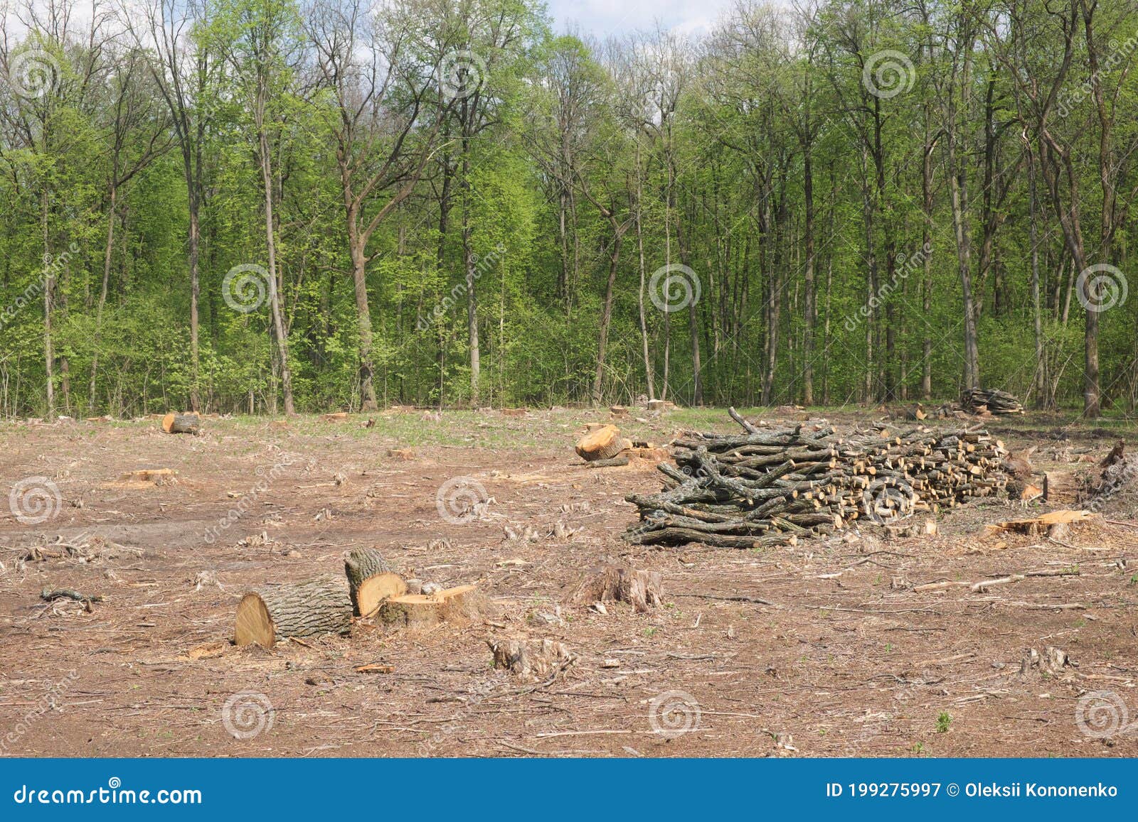 9,770 Clearing Wood Photos Free & RoyaltyFree Stock Photos from Dreamstime