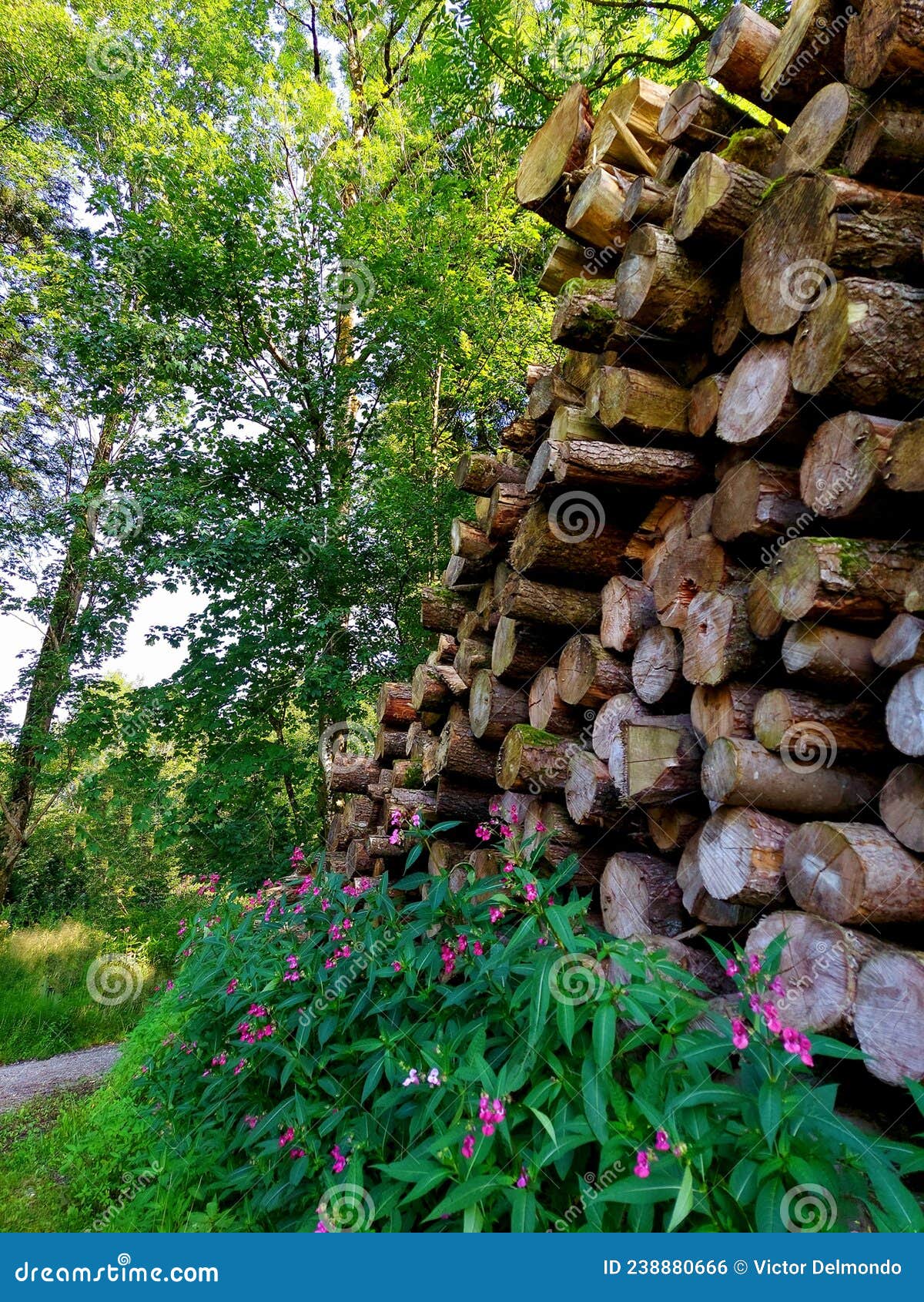 Stacked Wood Logs in a Forest with Flowers Stock Photo Image of flowers, logs 238880666
