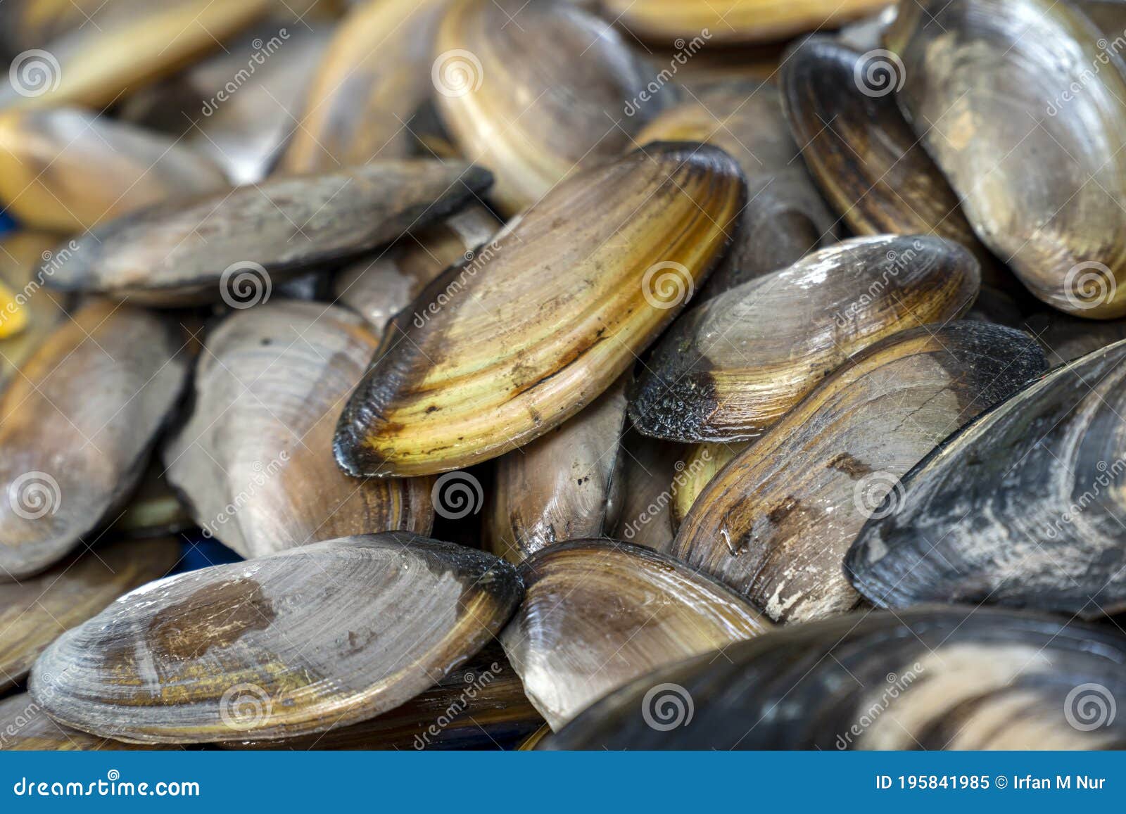 Freshwater Mussels Margaritifera Stock Image Image of pattern, marine