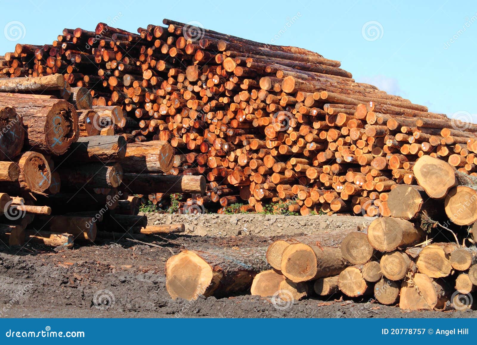 Stacks of Timber stock image. Image of shape, pale, pattern 20778757