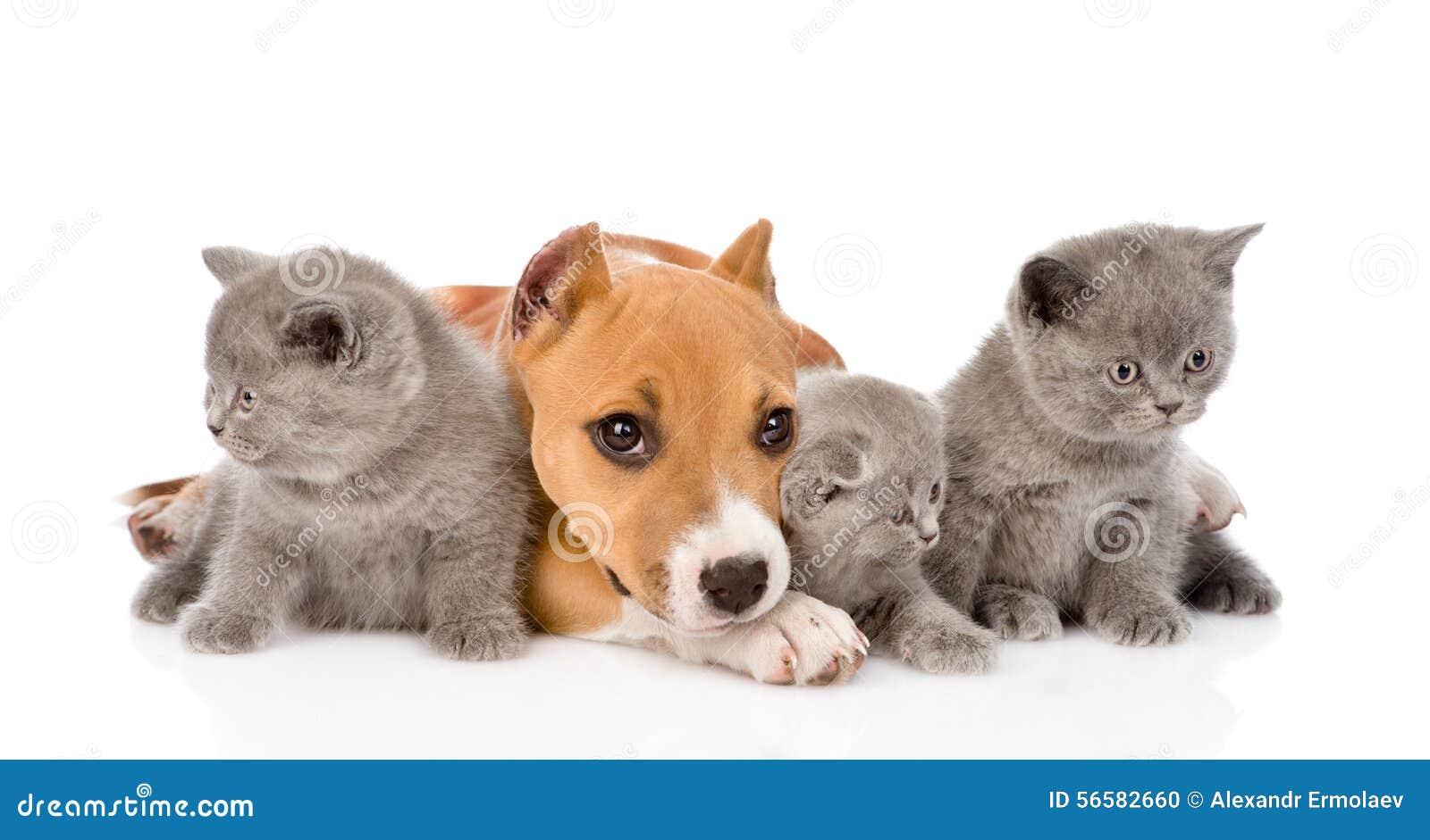 stafford puppy and three kittens lying together. on whi