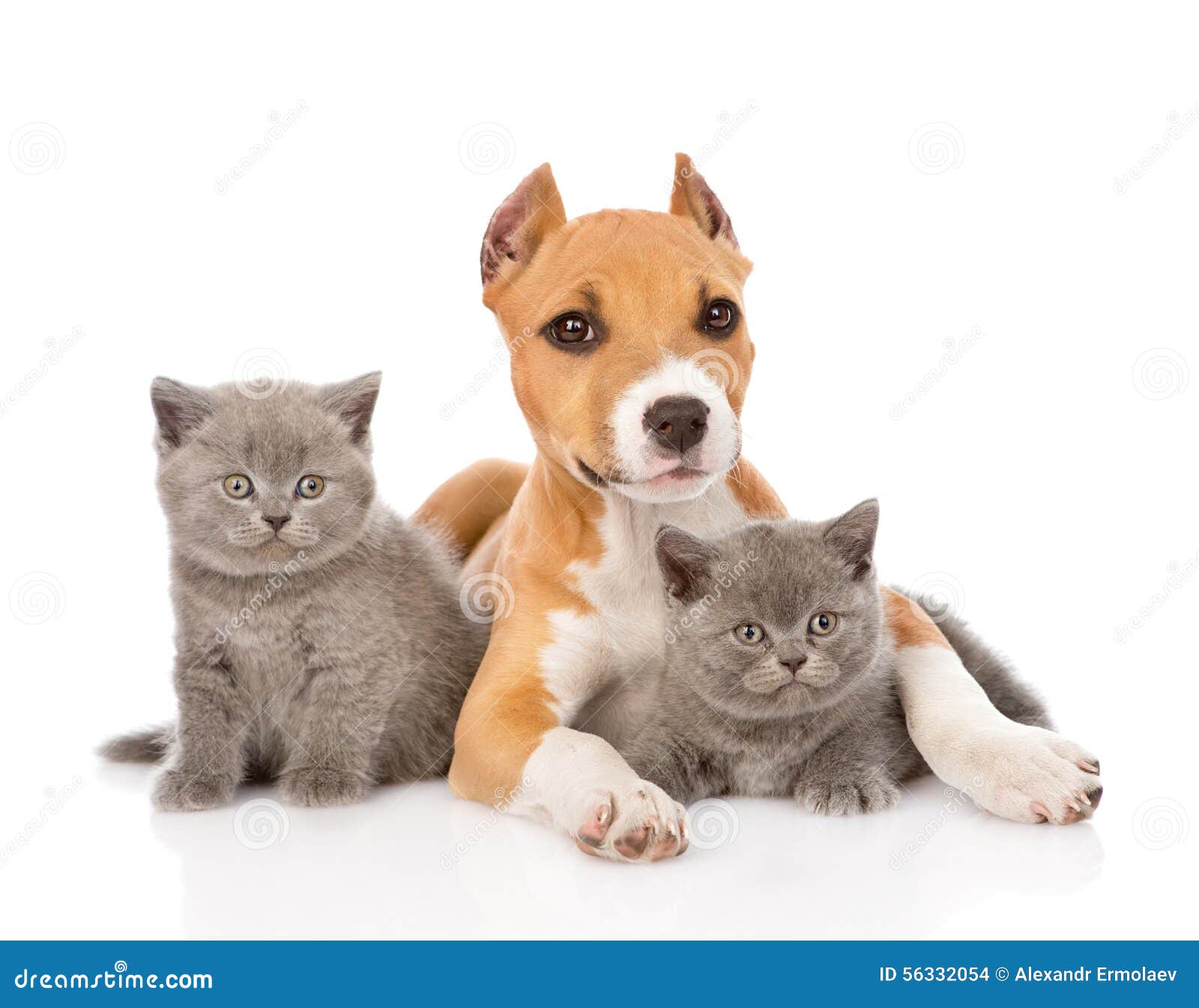 stafford puppy and two kittens lying together.  on white