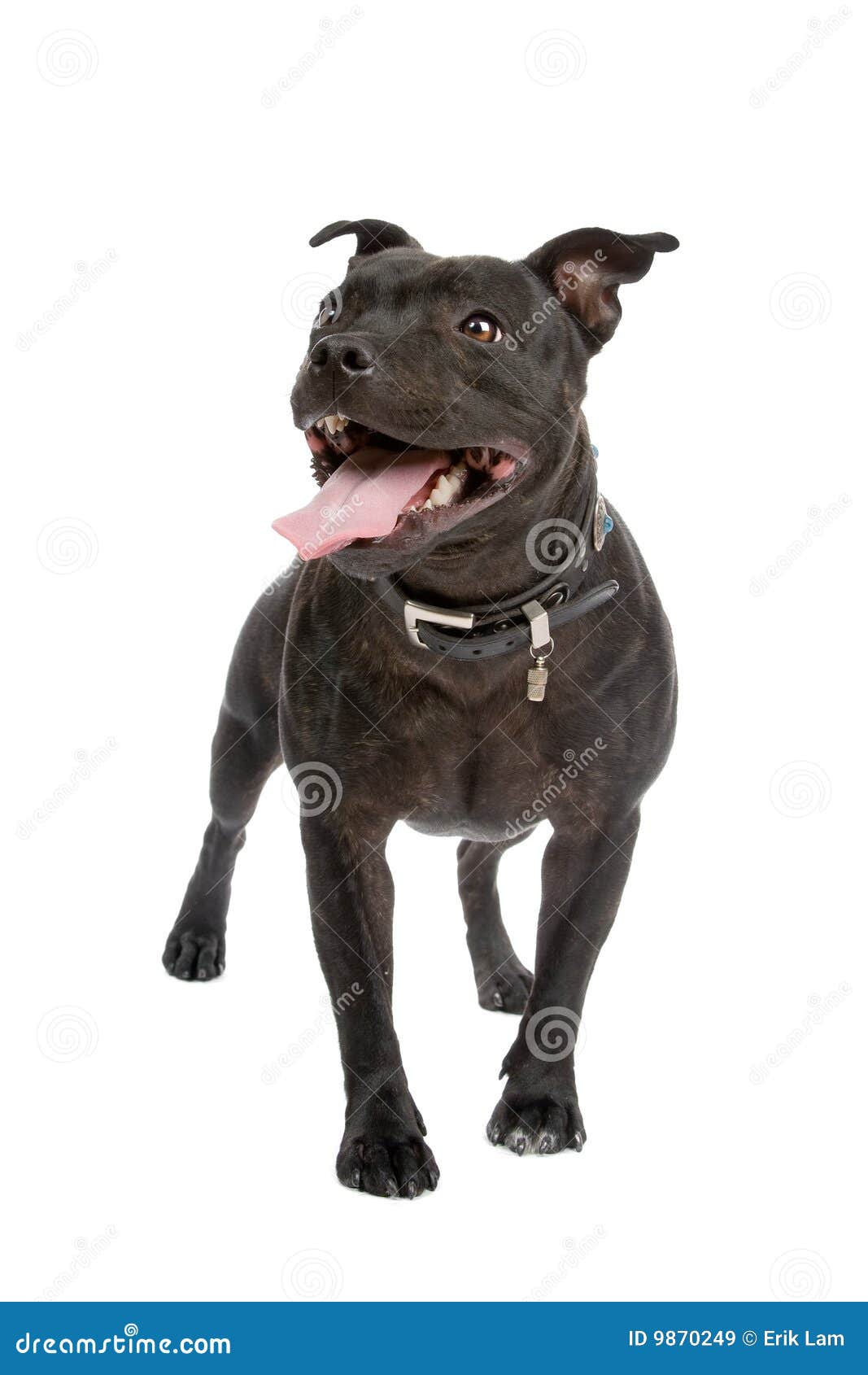 Are Staffordshire Bull Terrier Aggressive