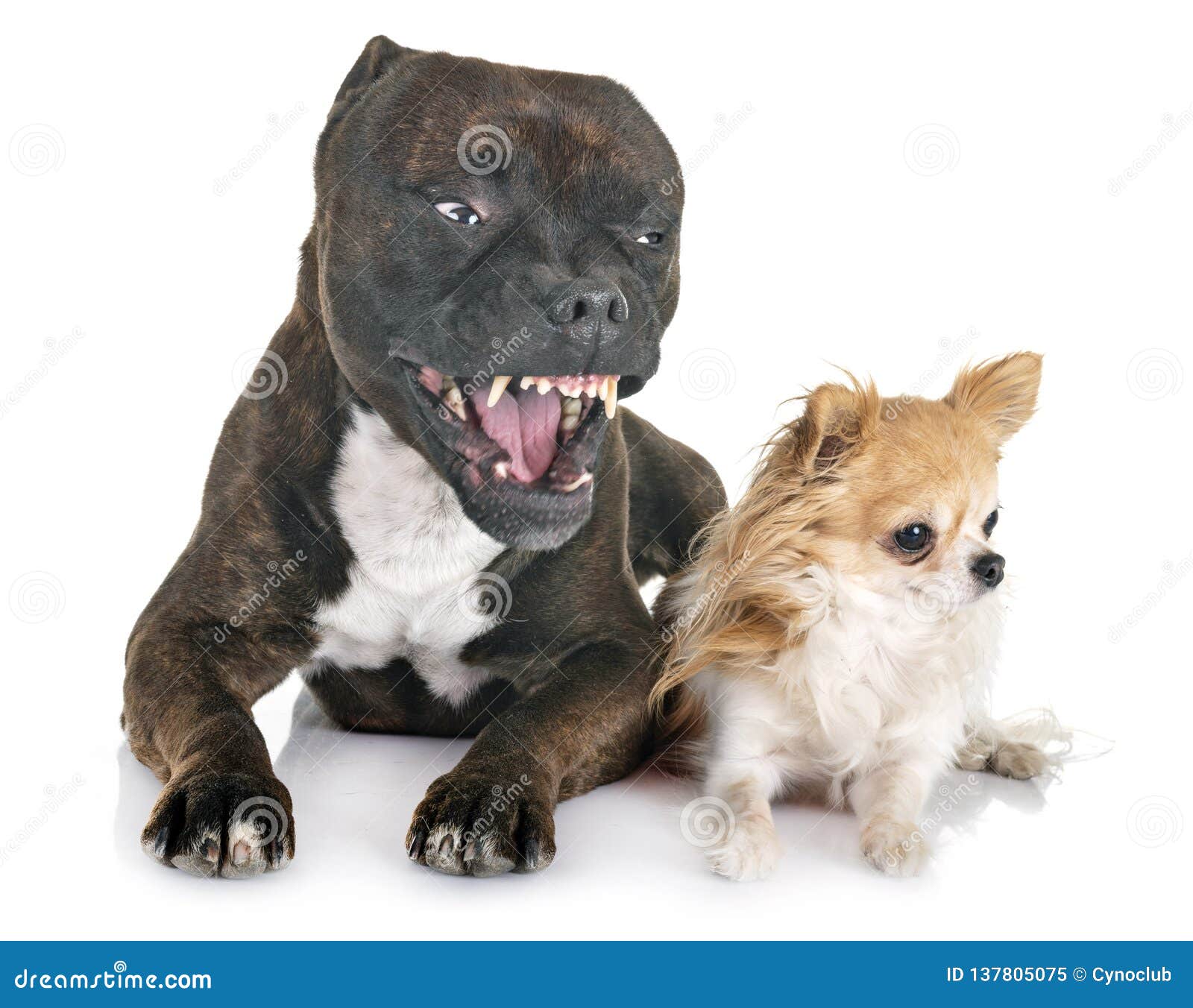 Staffordshire Bull Terrier and Chihuahua Stock Image - chihuahua, white: 137805075