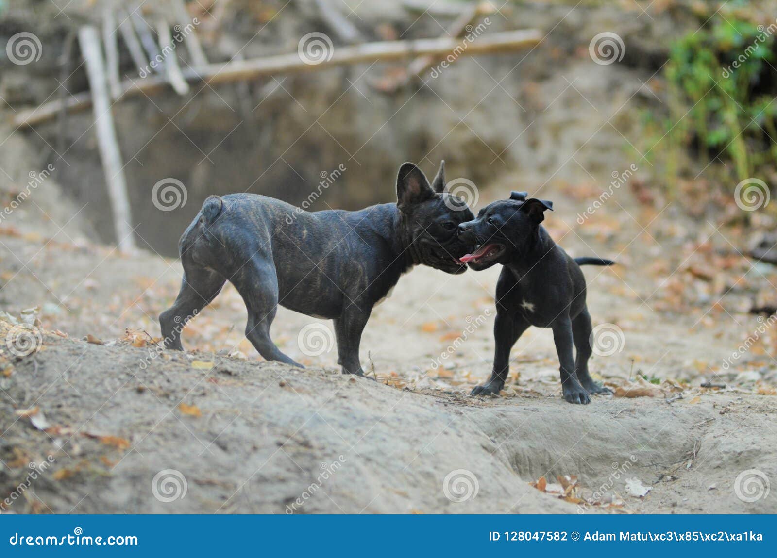 bull terrier x french bulldog