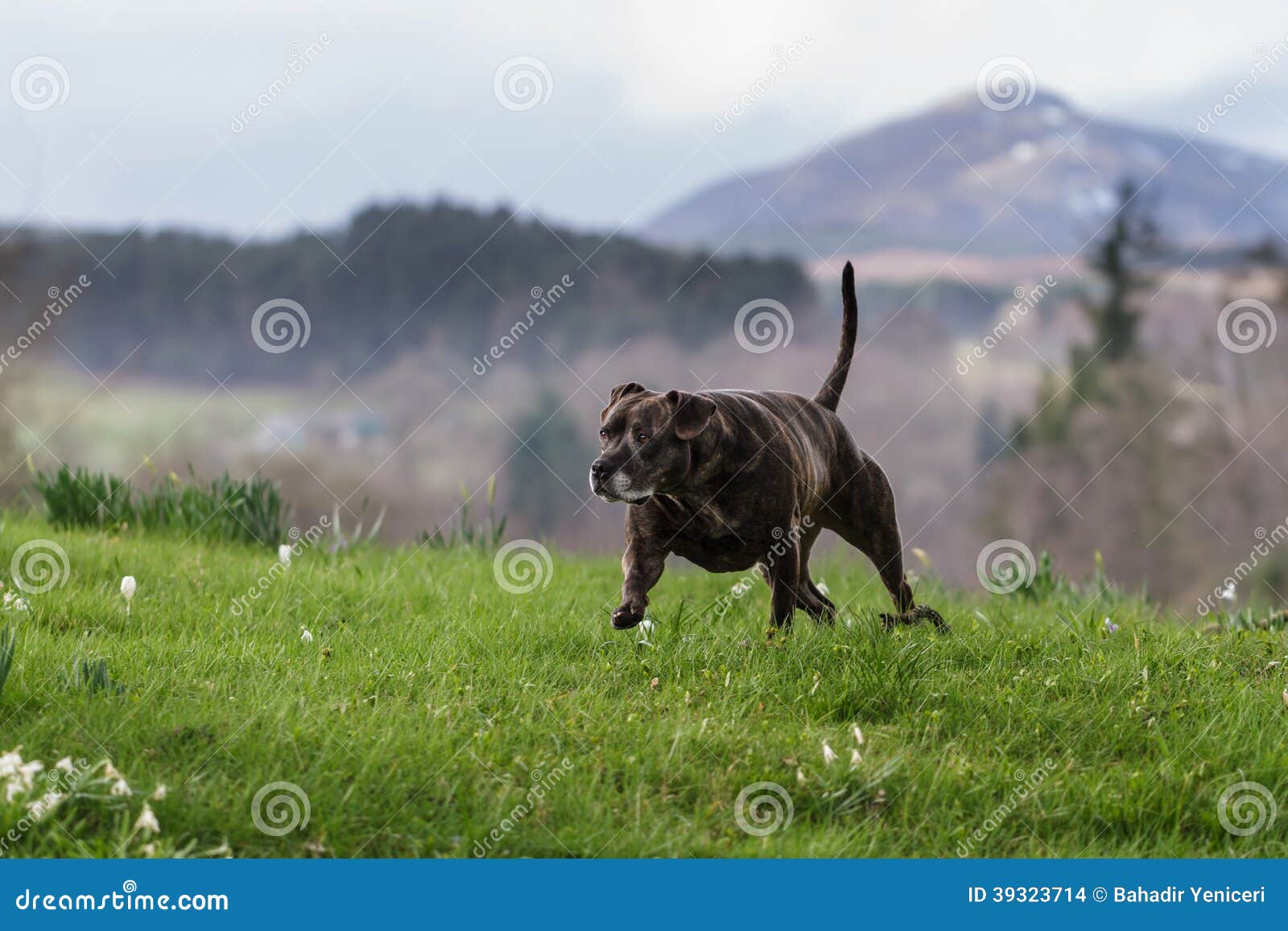 A Staffordshire Bull Terrier on Green Grass