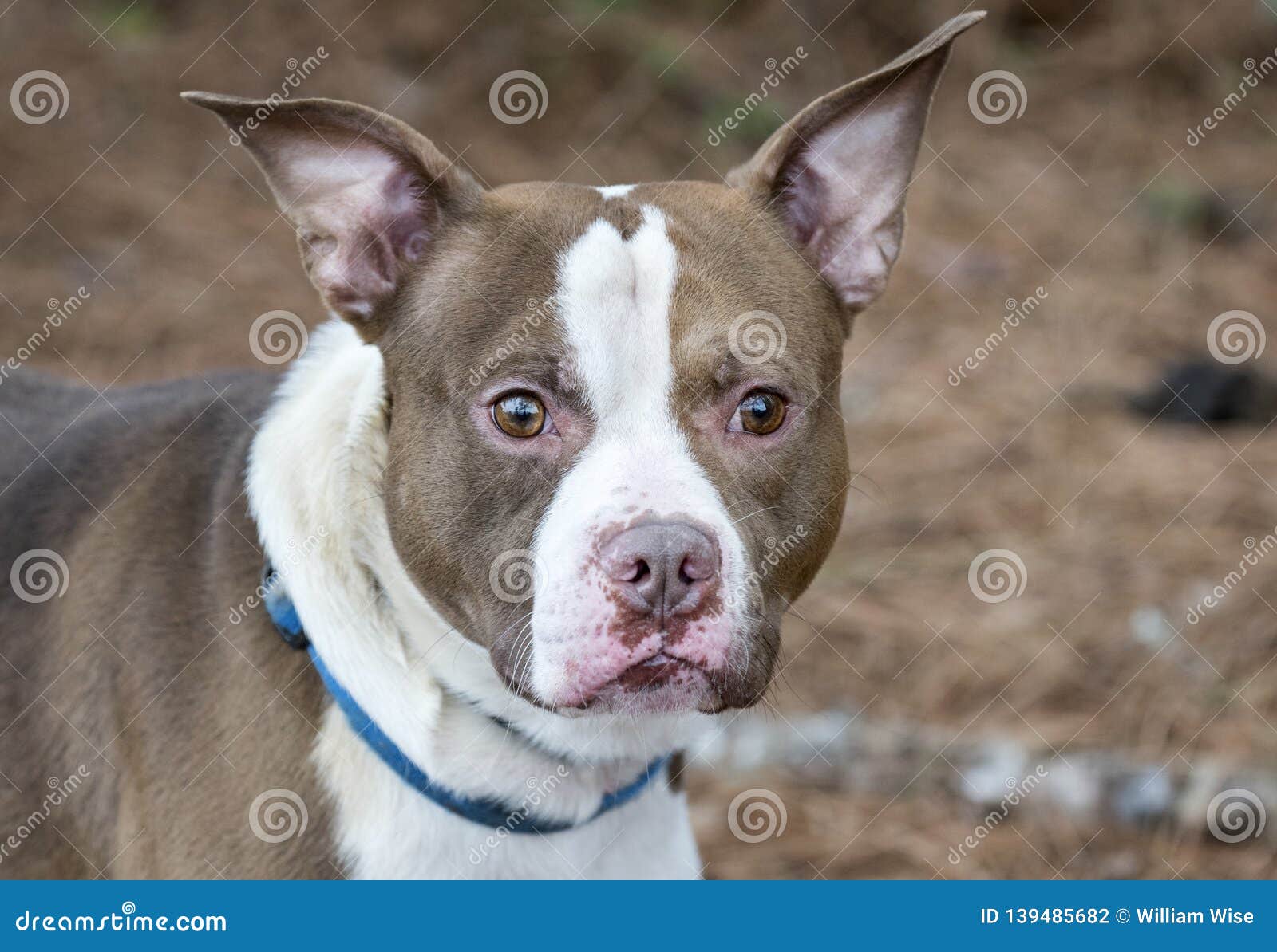 censur Helligdom Hylde Staffordshire Bull Terrier Pitbull Bulldog Mixed Breed Dog Stock Photo -  Image of ears, terrier: 139485682