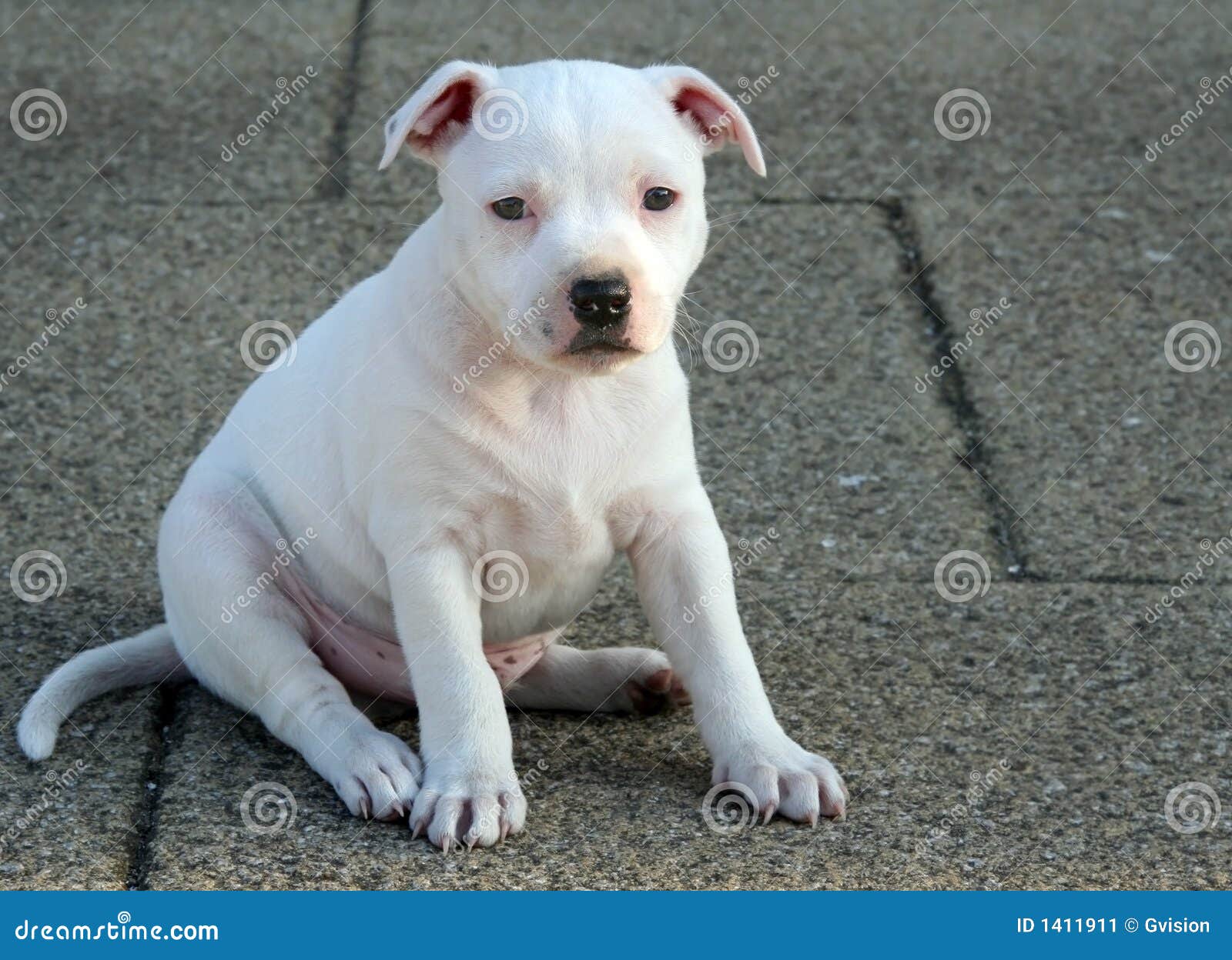 staffy puppy white