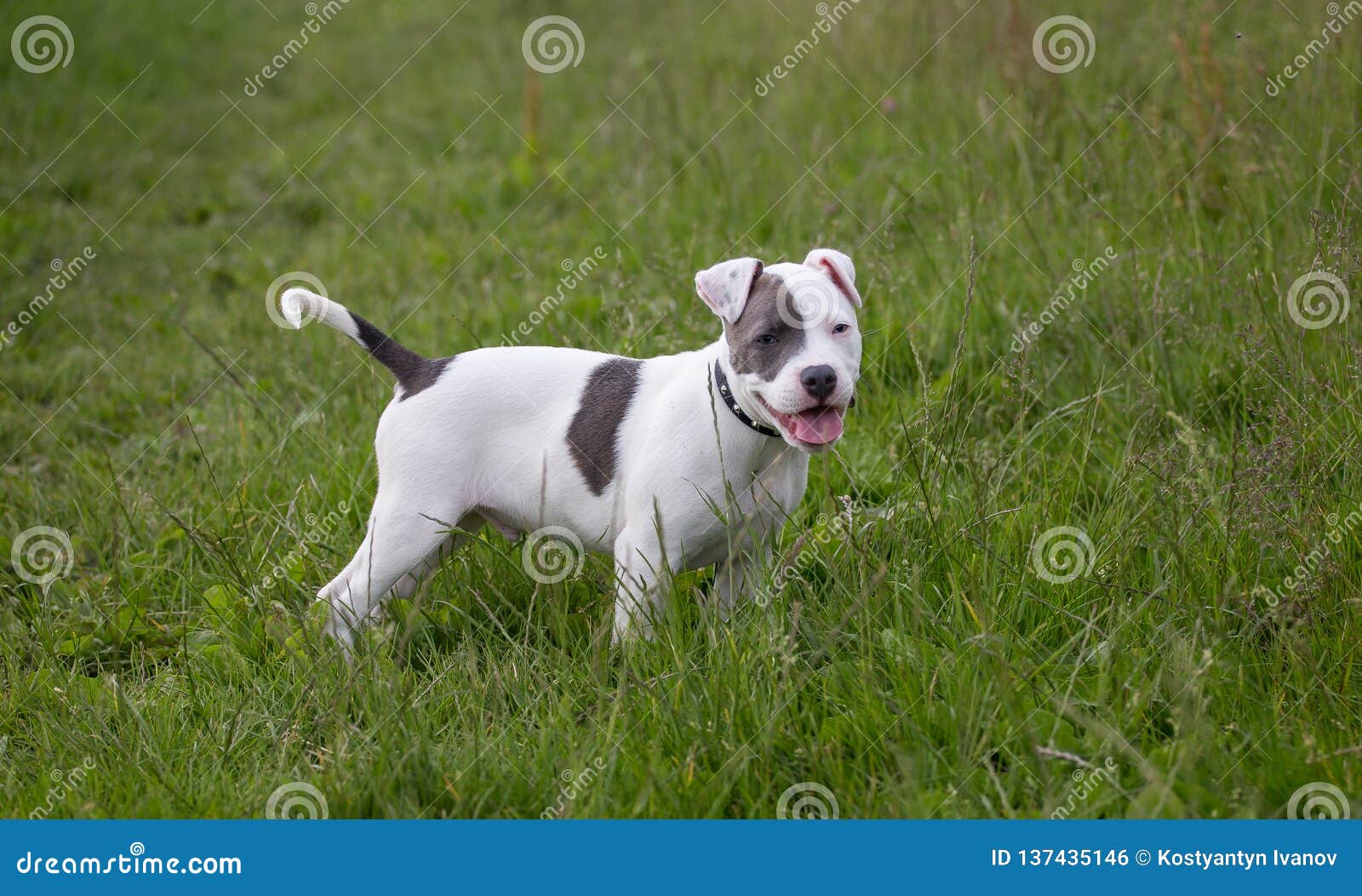 picture Staffordshire Bull Terrier Puppy Black And White https www dreamstime com staffordshire bull terrier puppy colour park happy staffy dog playing grass image137435146