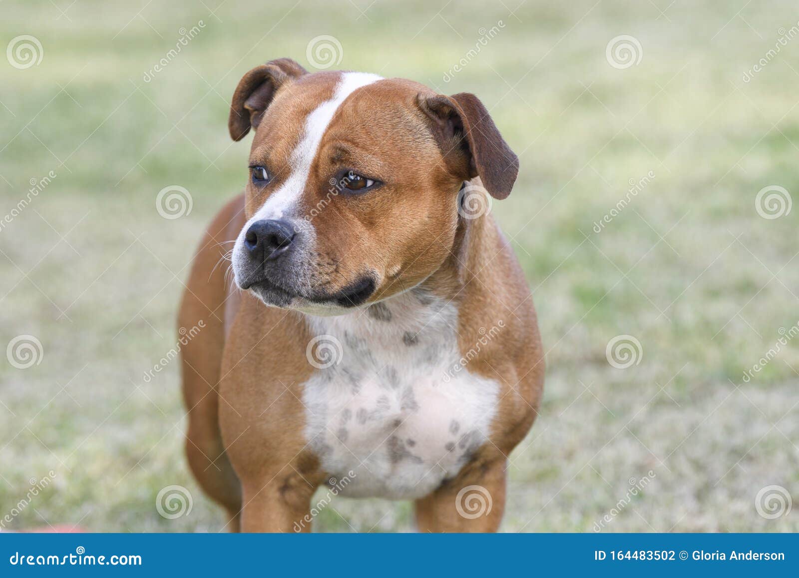 english staffy red