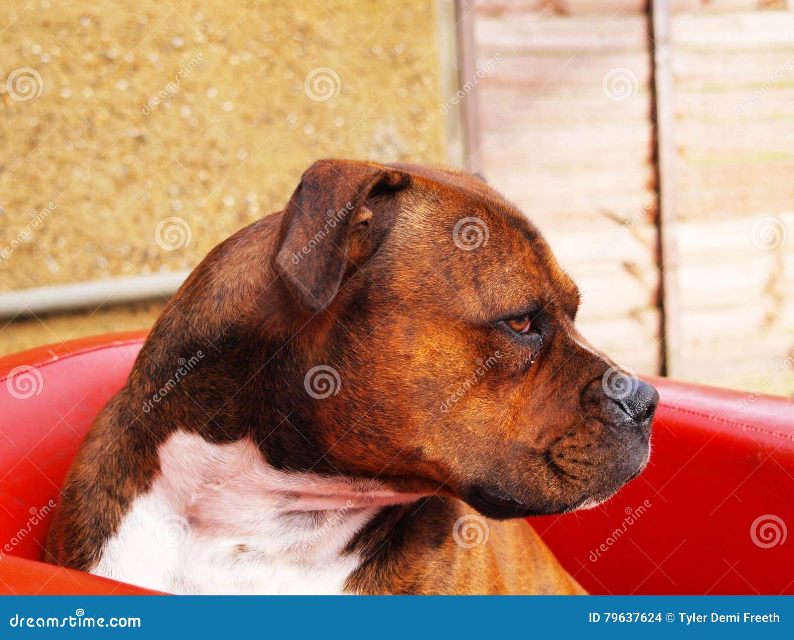 are staffordshire bull terriers intelligent