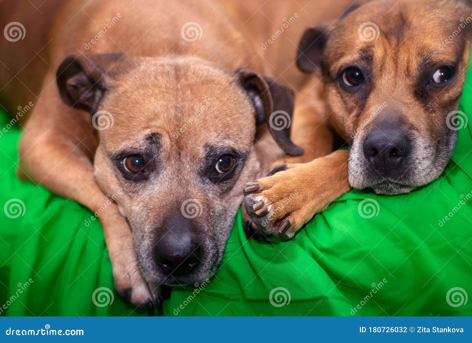 A Staffy And An Alsatian Resting Next To Each Other Stock Photo Image Of Staffie Cute 180726032