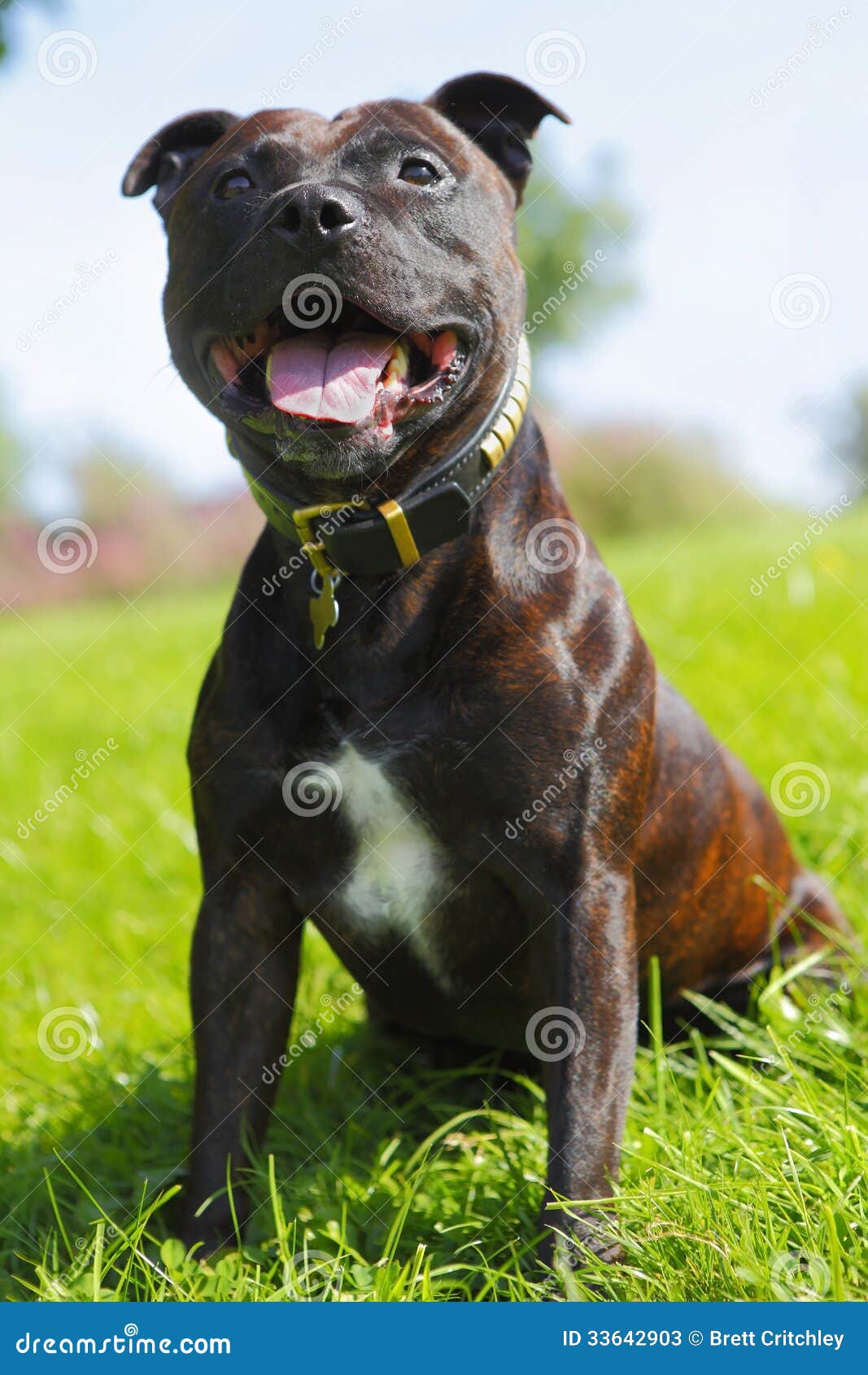 cane staffy