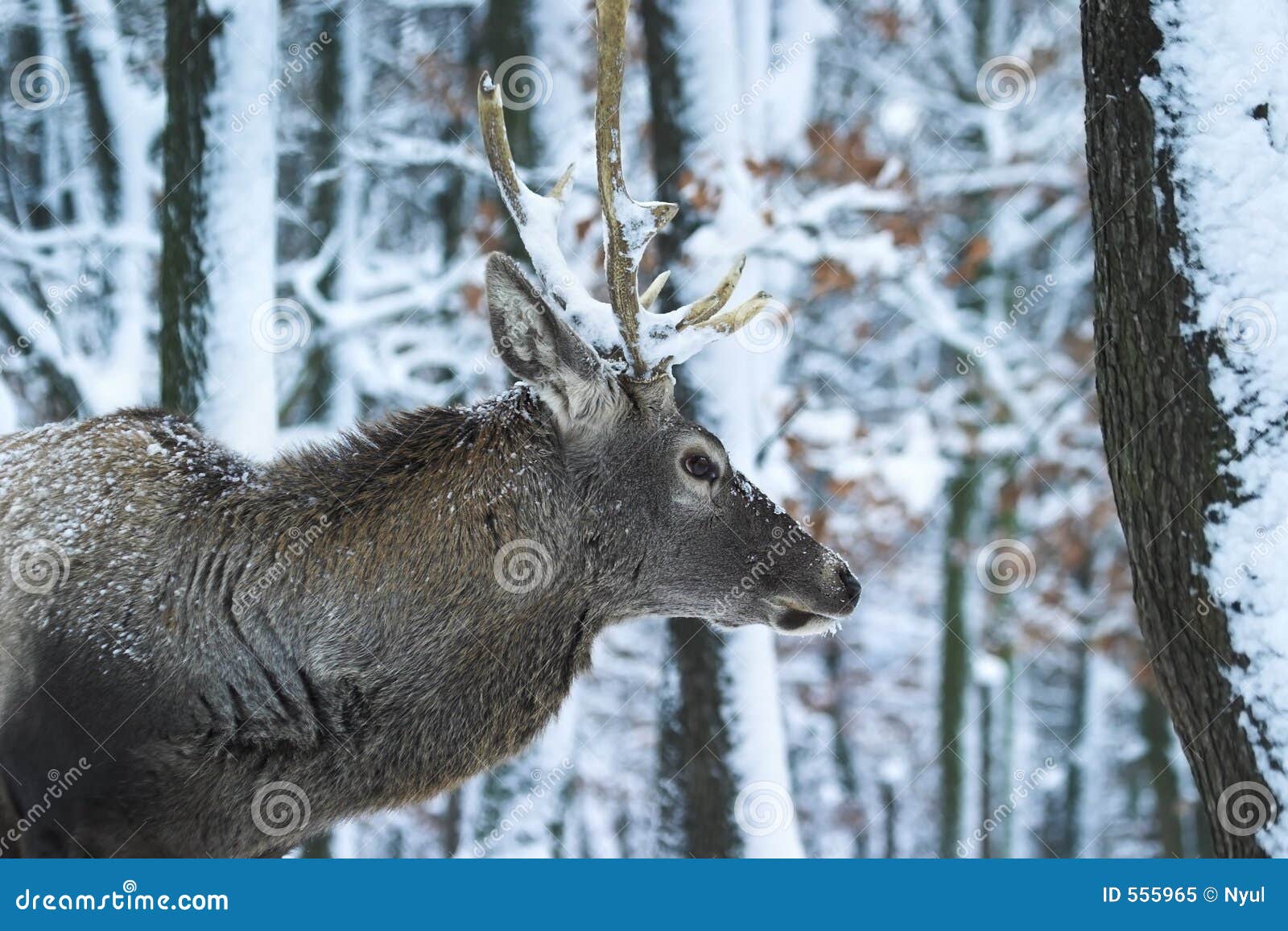 stag 2.