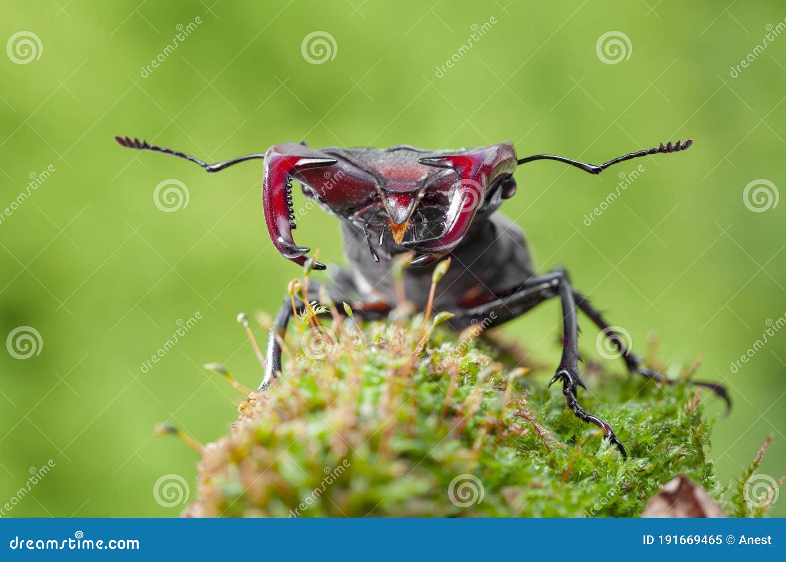 stag beetle front view