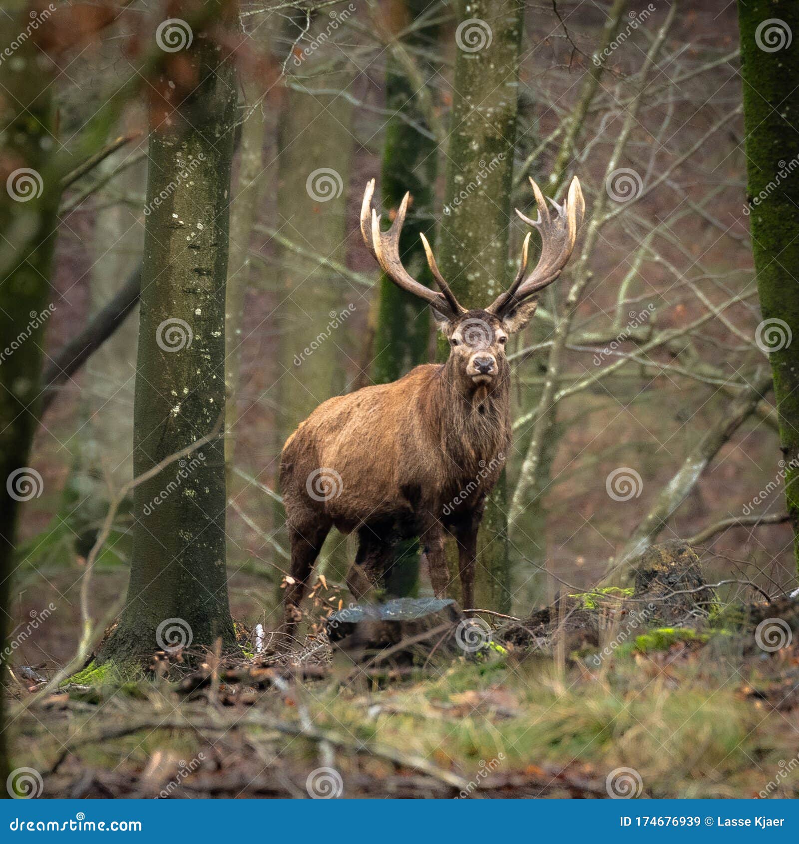 Rutting Stags Deer Framed Picture with Red Tartan 