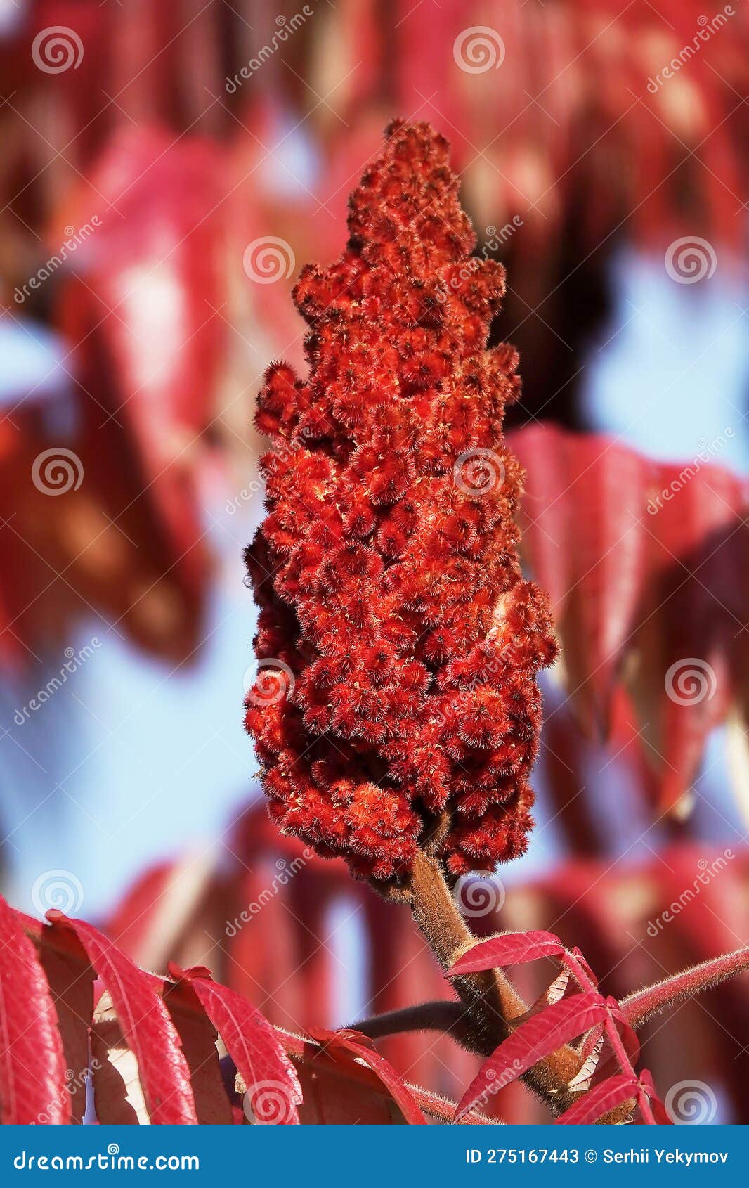 Stag sumac tree stock image. Image of forest, park, yellow 275167443