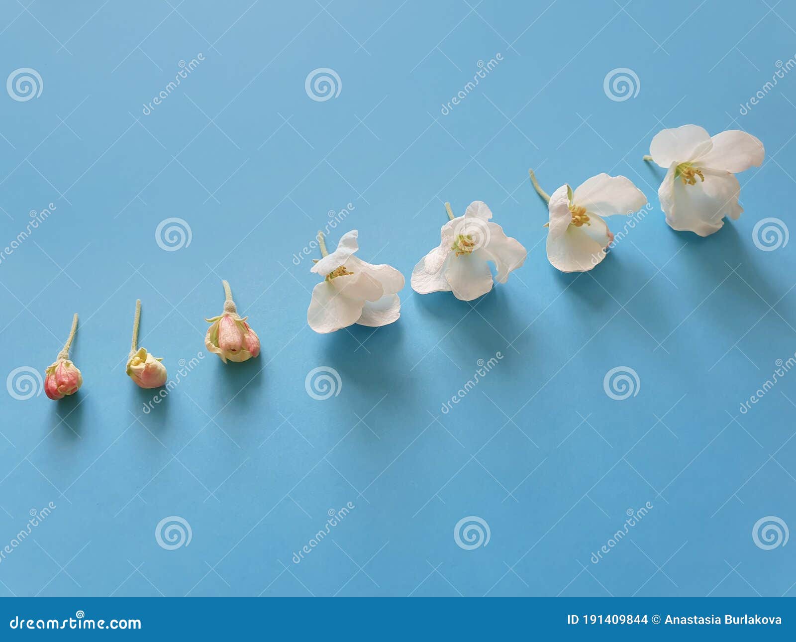Stage Flowering Bud Of A Fruit Tree Diagonal Border Of Blossoming Sakura Or Apple Tree Flowers On A Blue Background Stock Photo Image Of Bright Garden 191409844