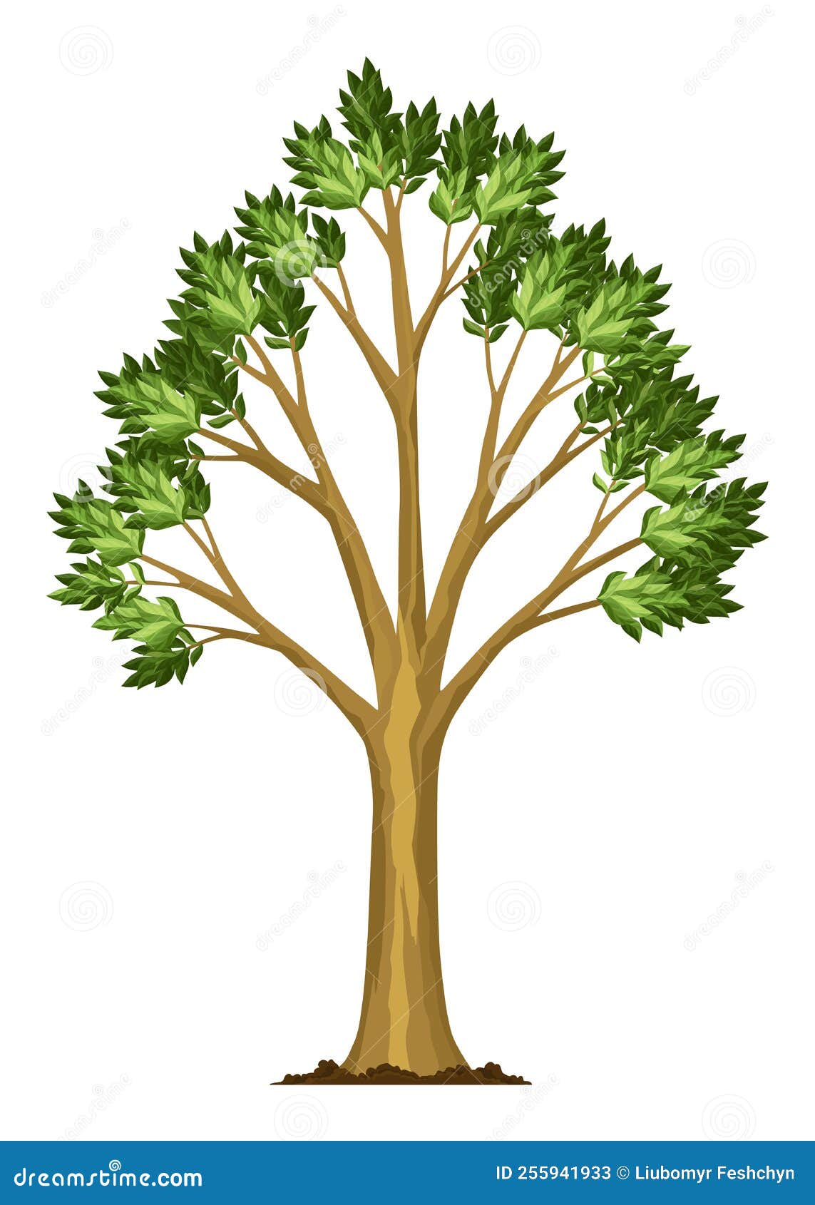Stage Of Tree Growth Large Tree Growth With Green Leaf And Branches stage-of-tree-growth-large-tree-growth-with-green-leaf-and-branches