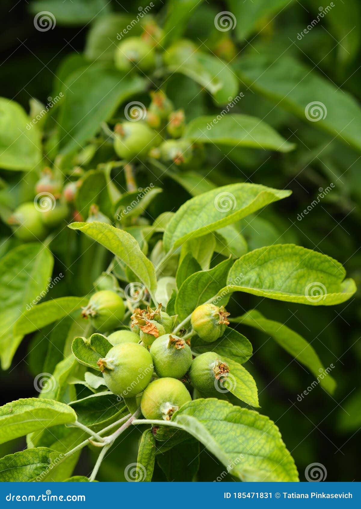 106 Apple Growth Stages Stock Photos Free Royalty Free Stock Photos 106-apple-growth-stages-stock-photos-free-royalty-free-stock-photos