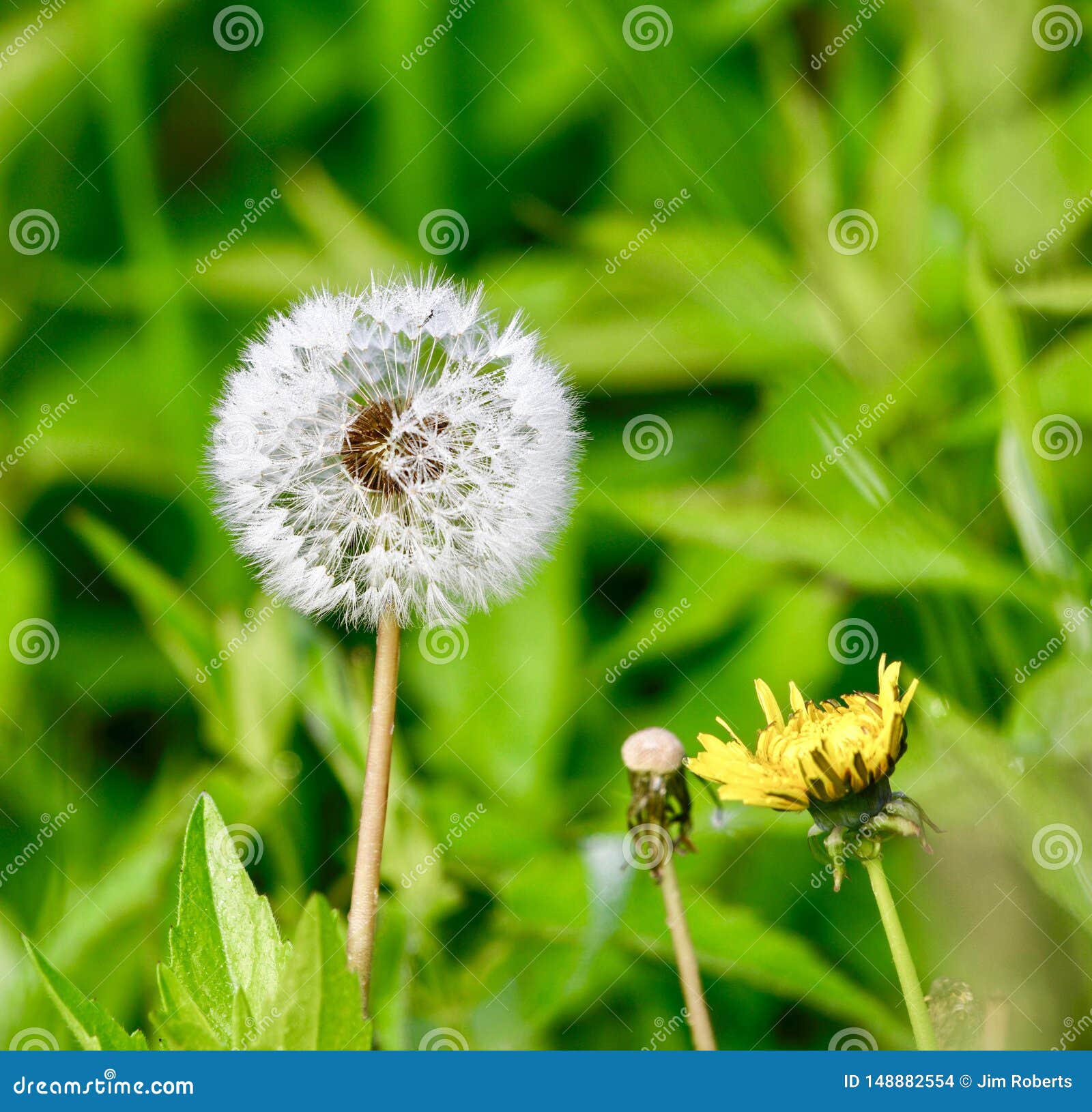 My Image 33