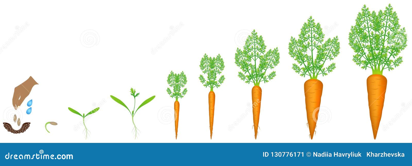 Stages Of Carrot Growth From Seed In The Garden To Maturation And ...
