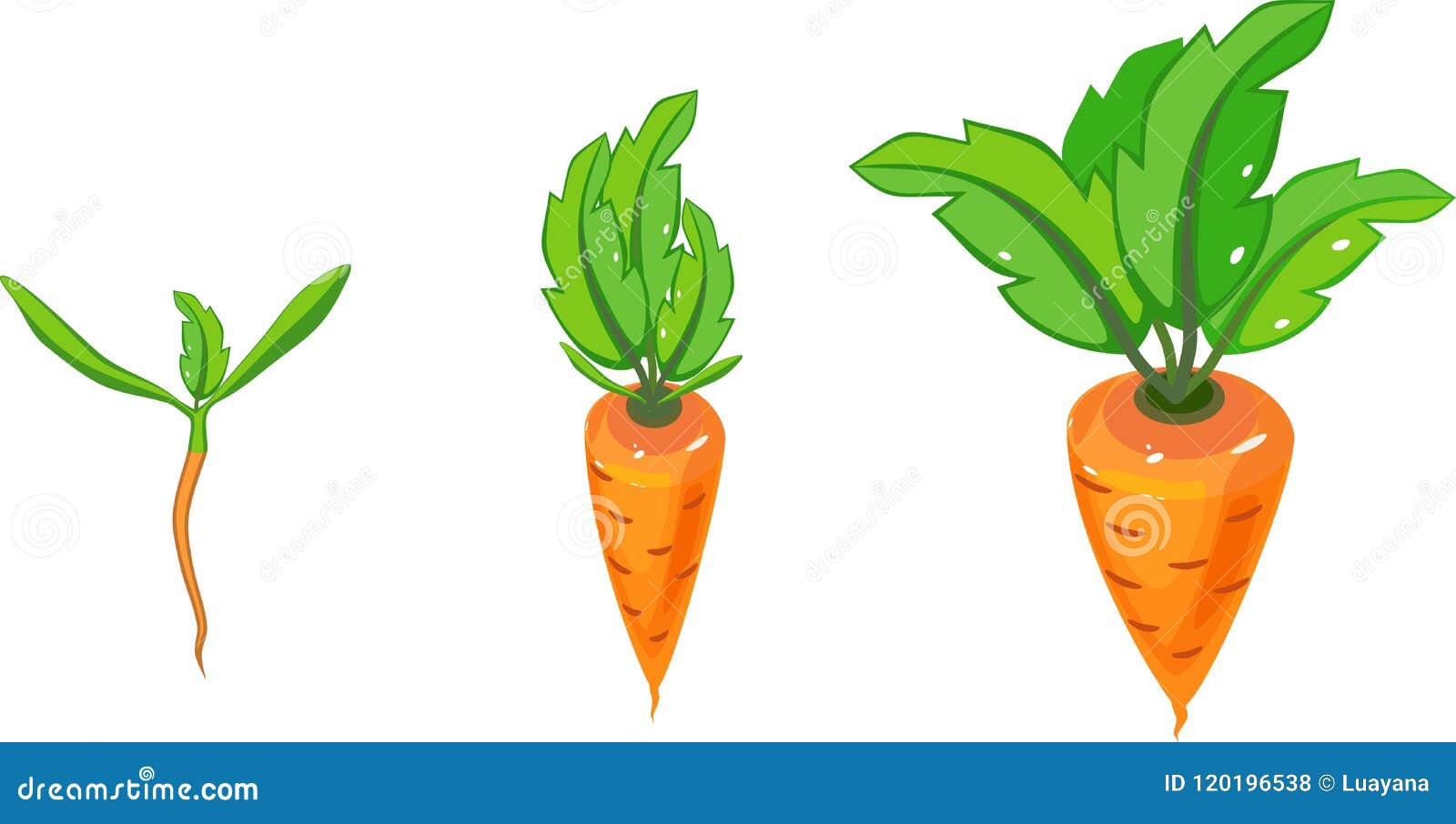 Stages of Growth of Carrot on White Background Stock Vector ...