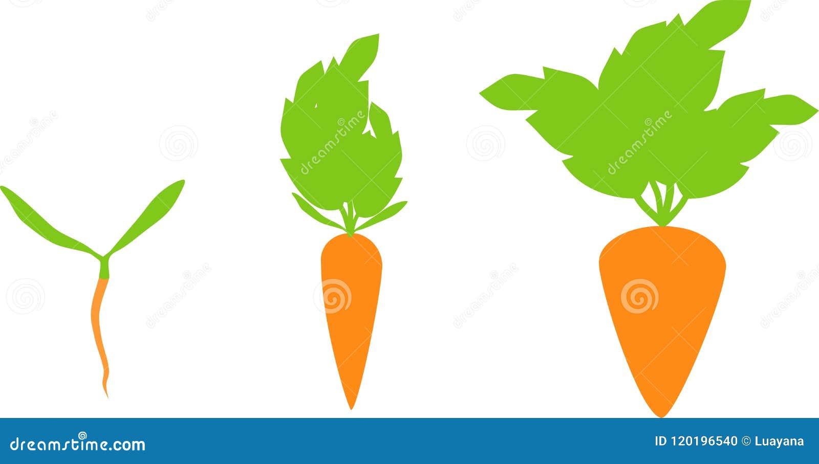 Stages of Growth of Carrot on White Background Stock Vector ...