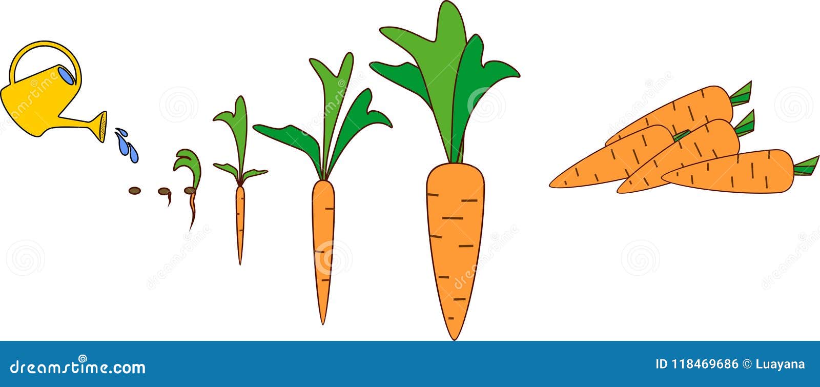 Carrot growth stages stock vector. Illustration of process - 118469686