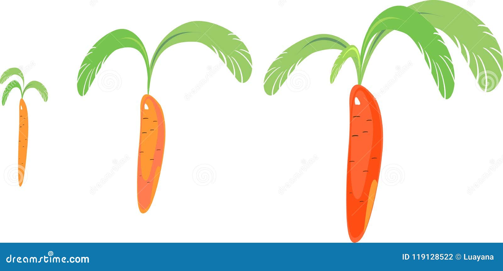 Stages of Growth of Carrots Stock Vector - Illustration of life, change ...