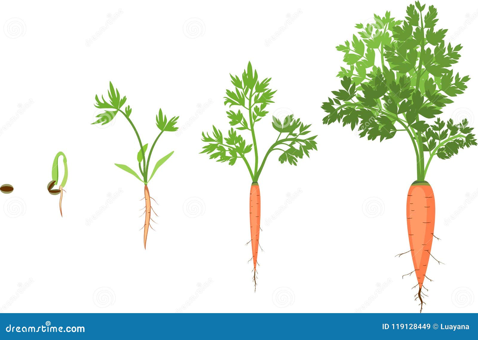 Stages of Growth of Carrots Stock Vector - Illustration of harvest ...