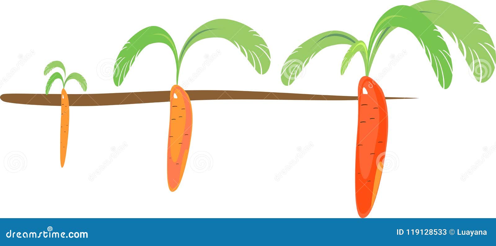 Stages of Growth of Carrots Stock Vector - Illustration of germinating ...