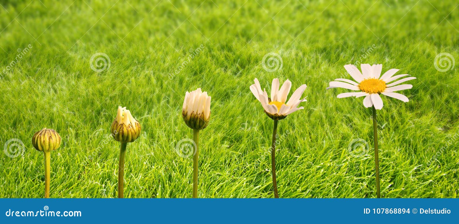 stages of growth and flowering of a daisy, green grass background, life transformation concept