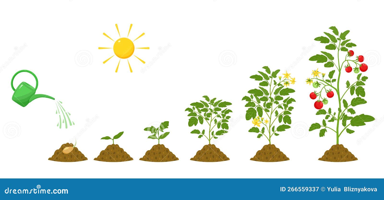 Stages of Growth of Tomatoes. Irrigation and Conditions for Plant ...