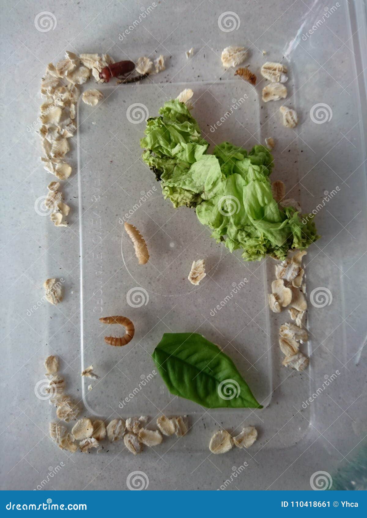 Stages of a mealworm stock image. Image of adult, mealworm 110418661