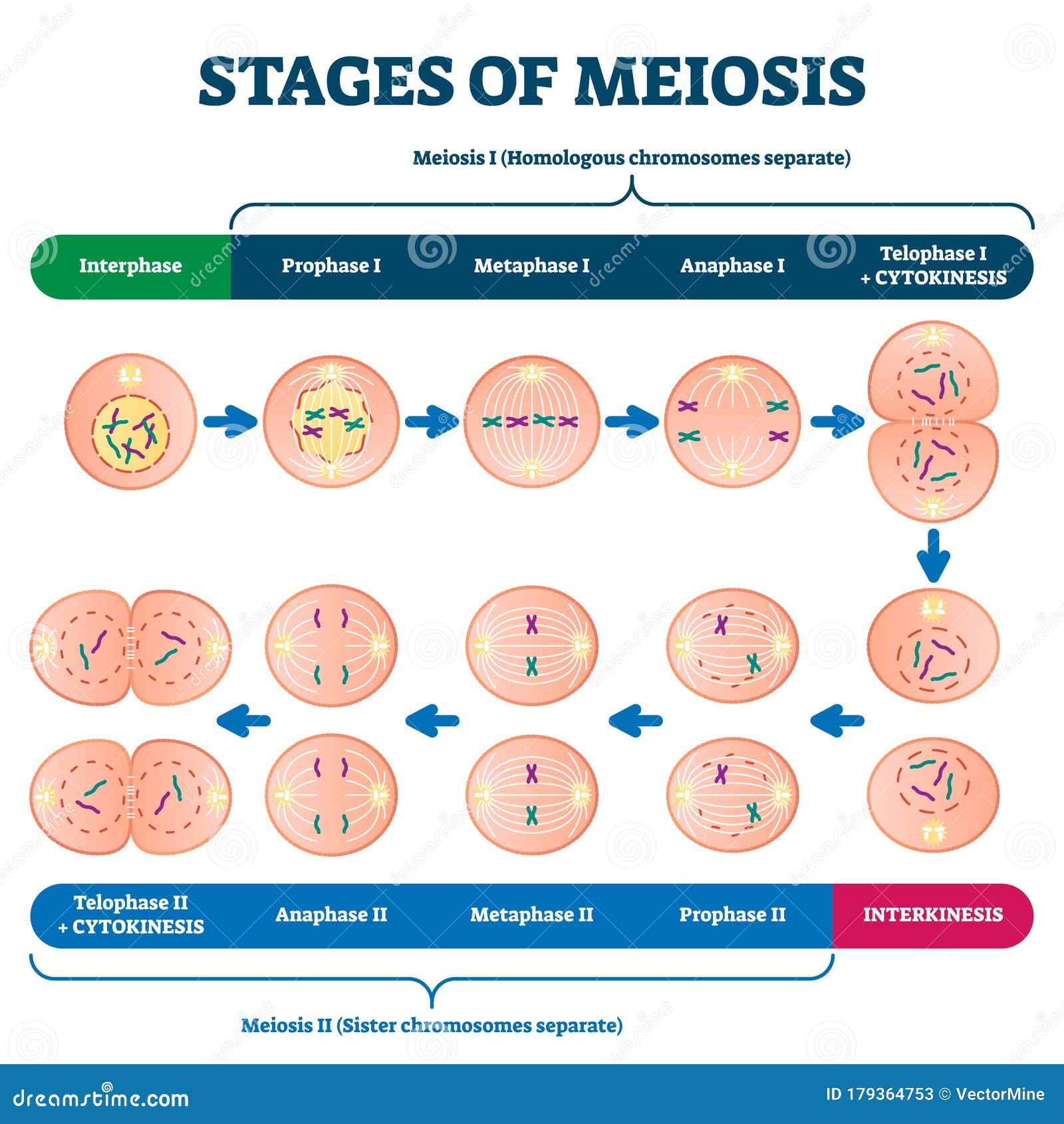 Stages of Meiosis Vector Illustration. Labeled Cell Division Process ...