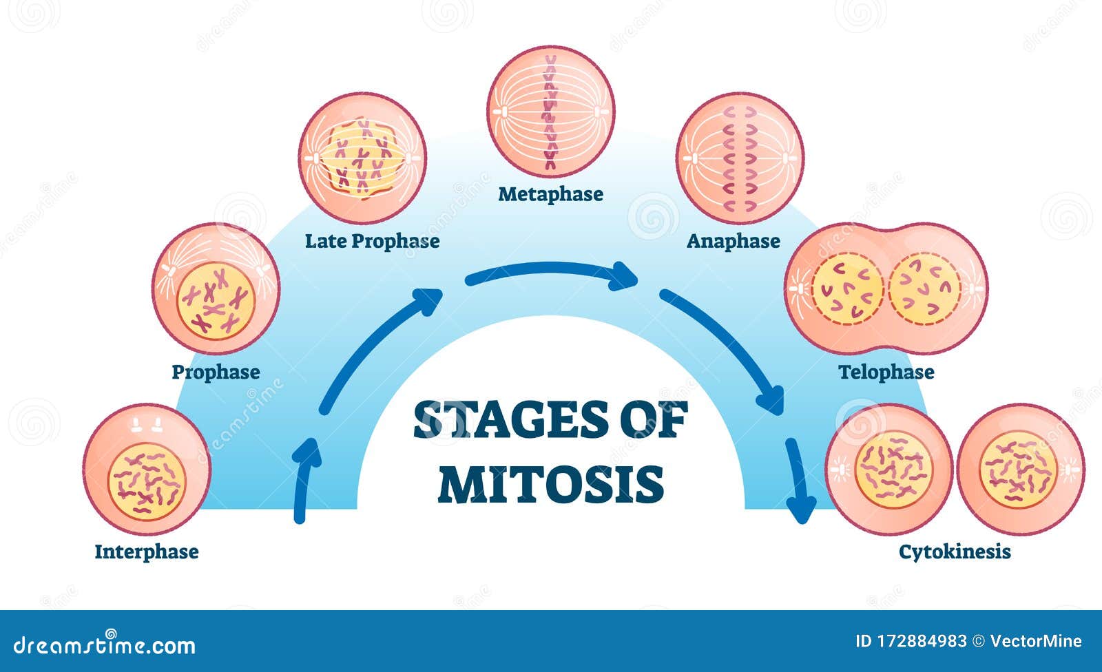 stages of mitosis,   diagram