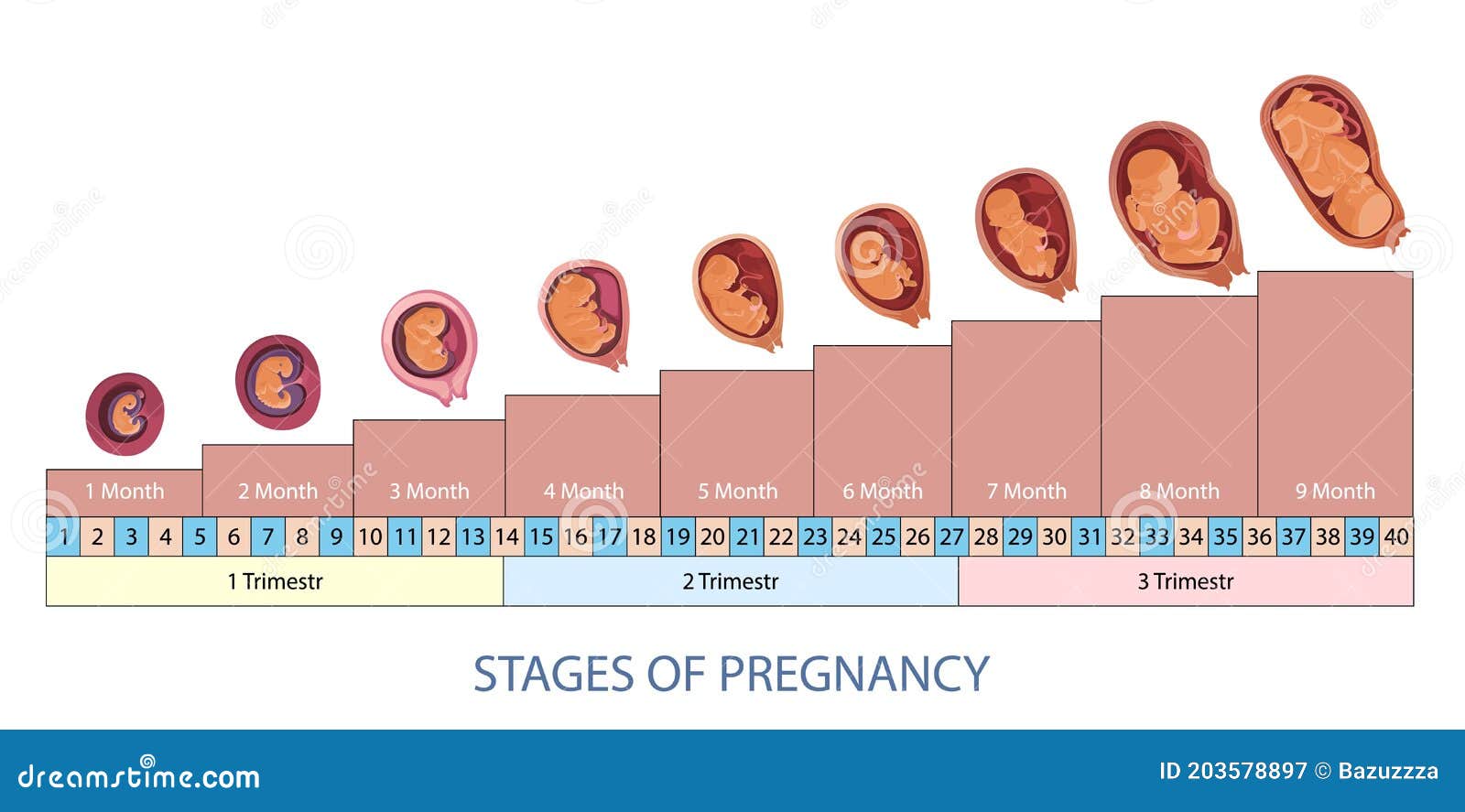 Fetus Development Months Stock Illustrations 55 Fetus Development Months Stock Illustrations Vectors Clipart Dreamstime