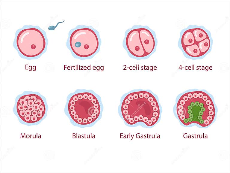 The Stages of Segmentation of a Fertilized Ovum Stock Vector