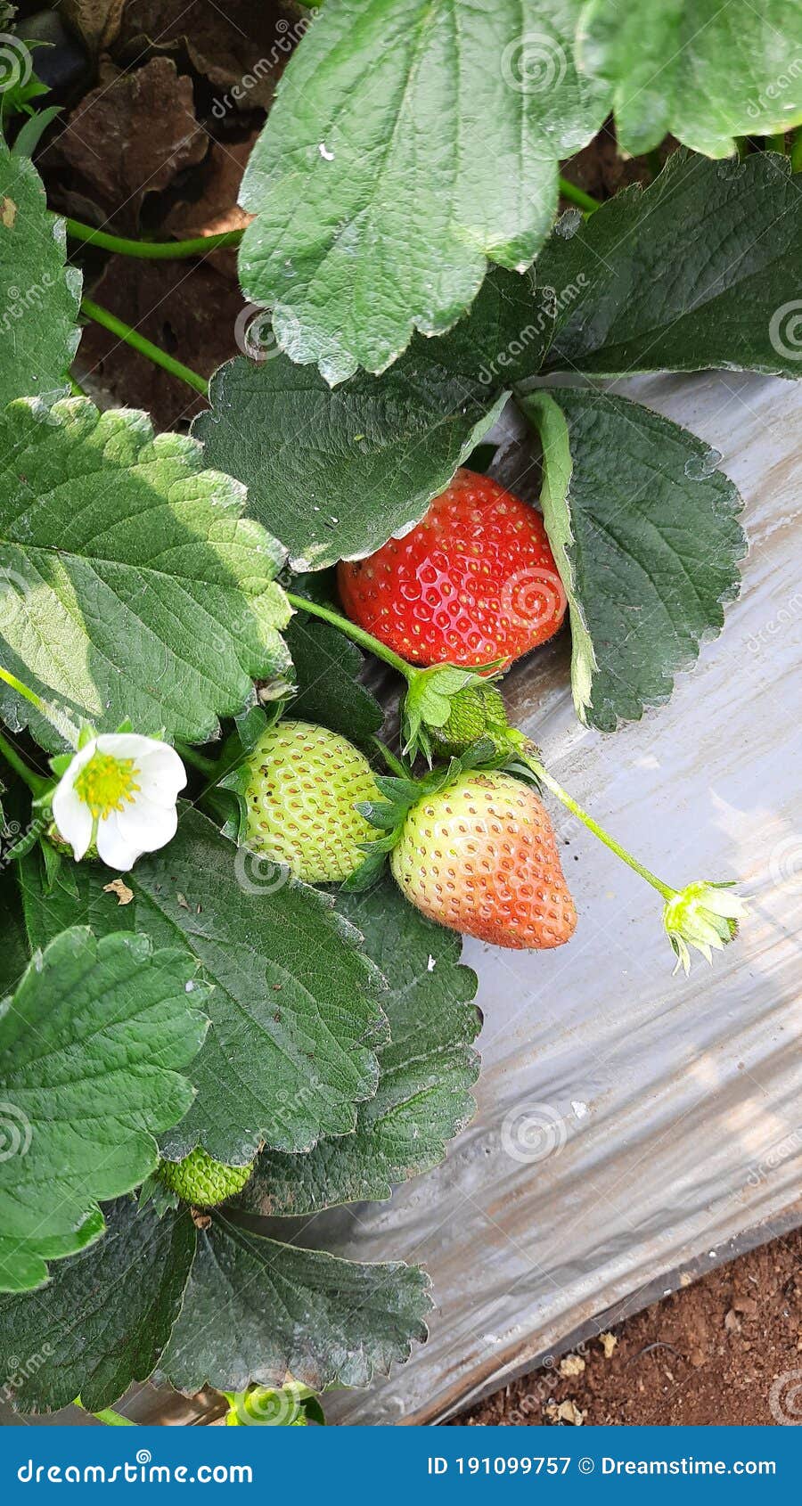 Strawberry plant stock image. Image of strawberry, plant 191099757
