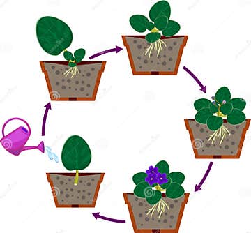 Stages of Vegetative Reproduction of African Violets Saintpaulia ...