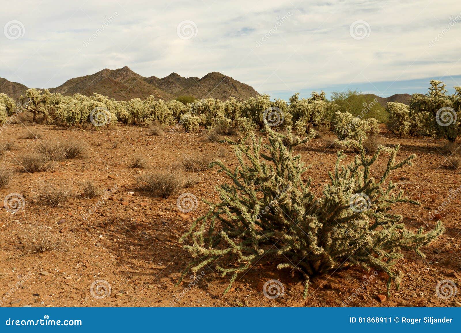 staghorn cactus in front of cholla