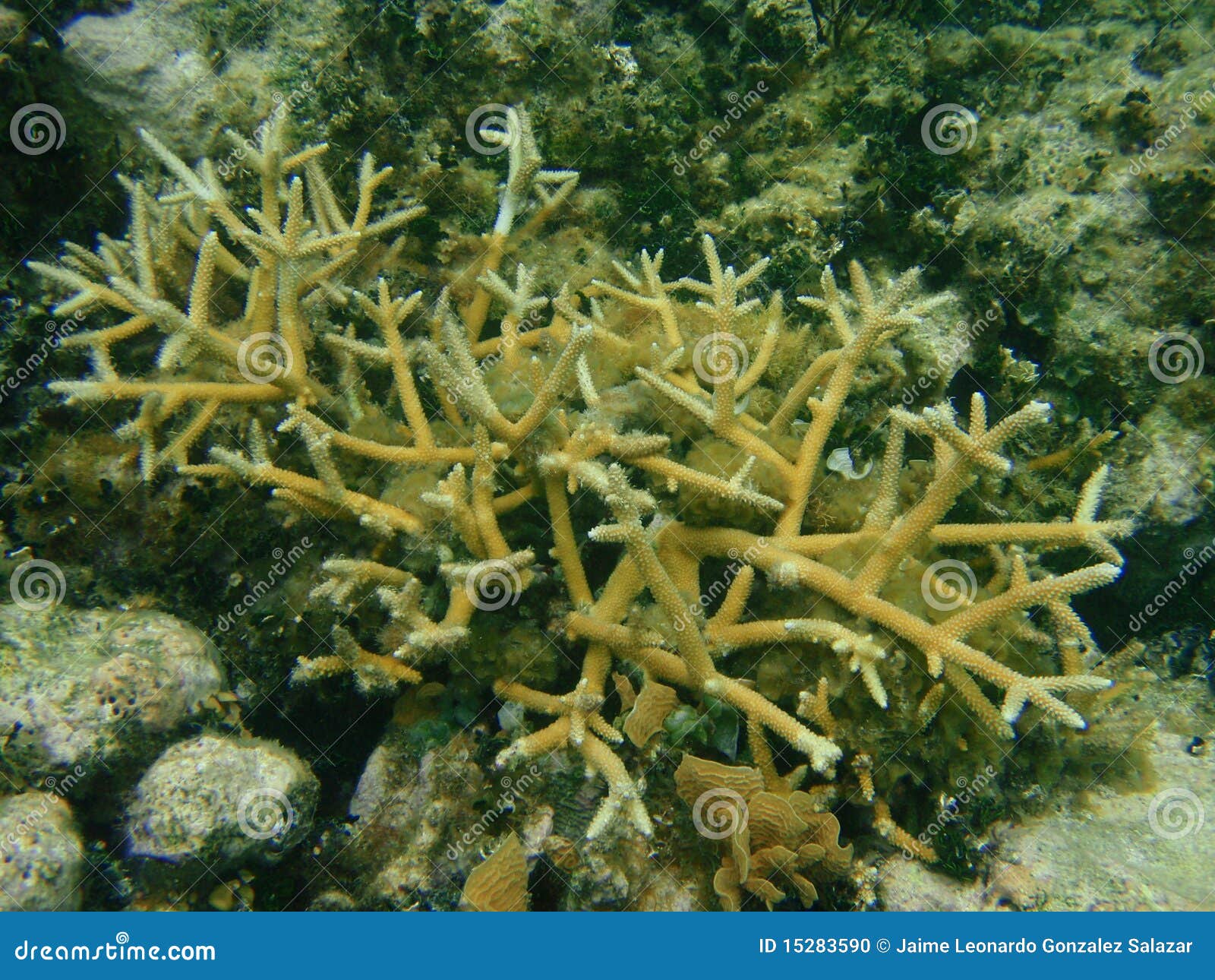staghorn coral i