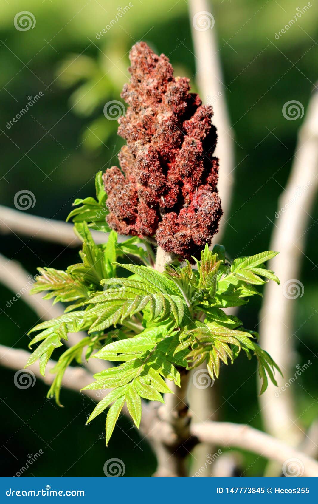 Staghorn Sumac或漆树typhina雌雄异体的落叶树新鲜的绿色叶子与深红部分地干密集圆锥形的库存图片 图片包括有 Staghorn Sumac或漆树typhina雌雄异体的落叶树新鲜的绿色叶子与深红部分地干密集圆锥形的库存图片 图片包括有