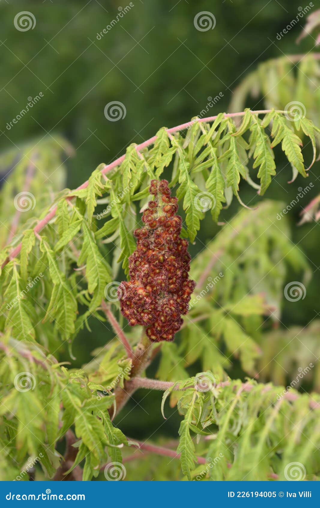 Staghorn sumac stock image. Image of tree, fruit, leaf 226194005