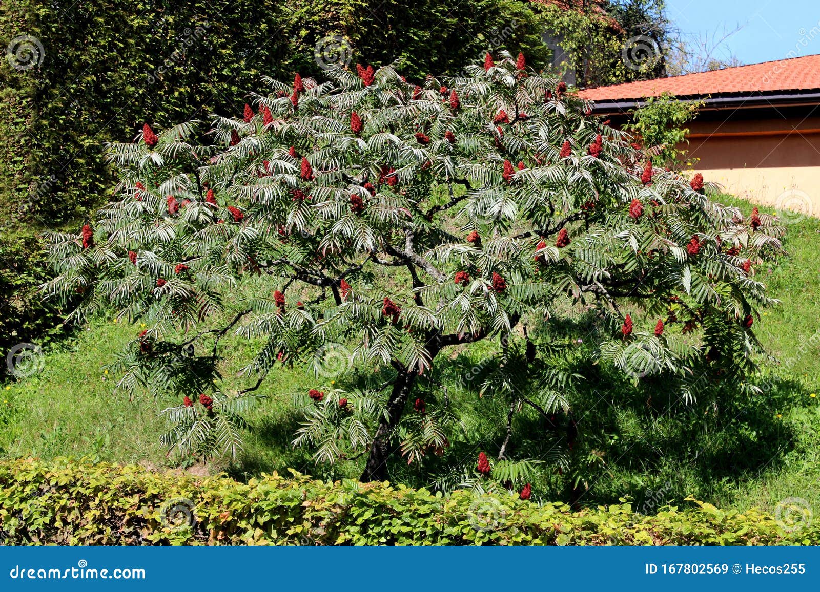 Staghorn Sumac Or Rhus Typhina Deciduous Tree With Dark Red Dense Cone