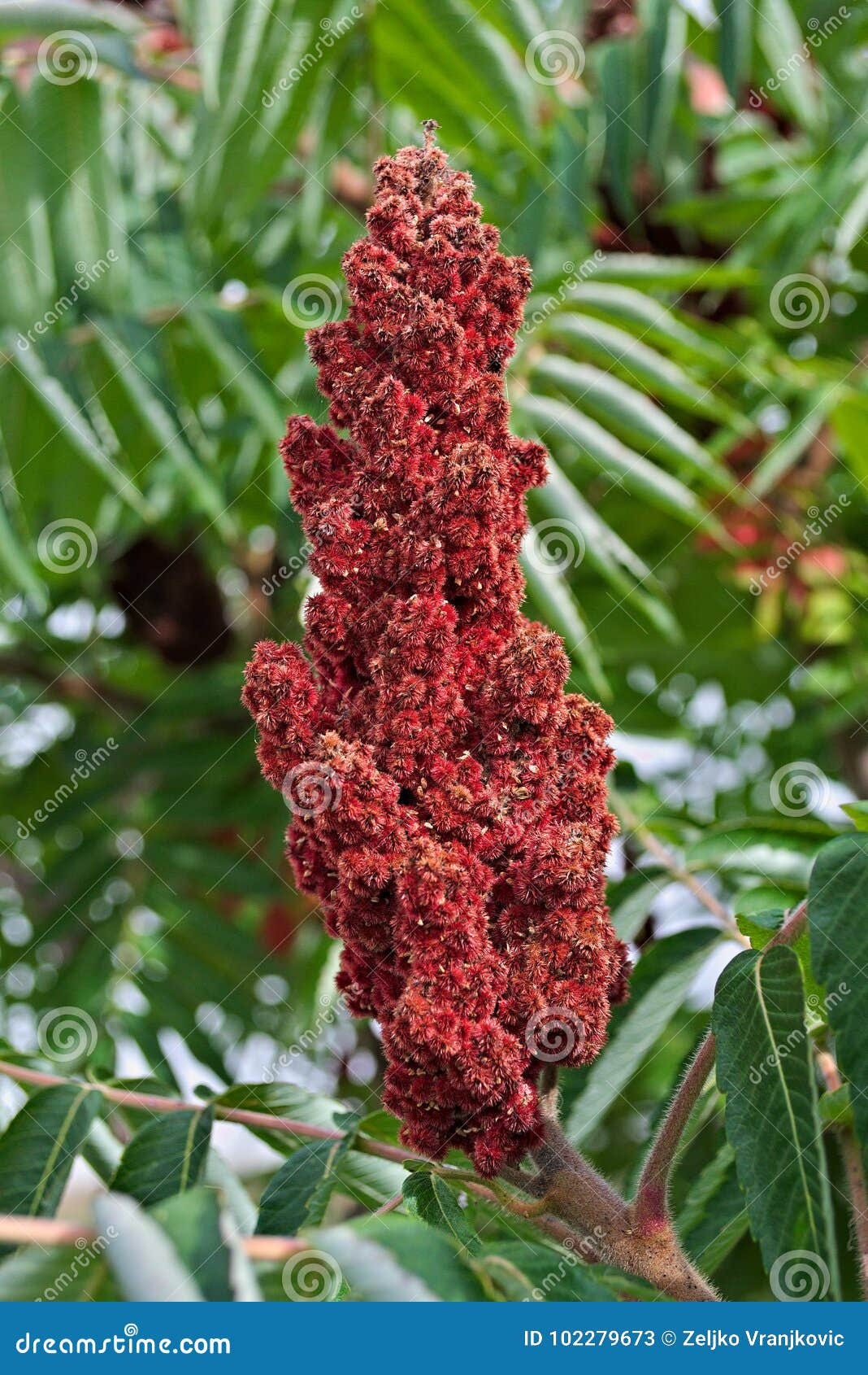 Staghorn Sumac Tree Big Red Flower in Garden Stock Image Image of
