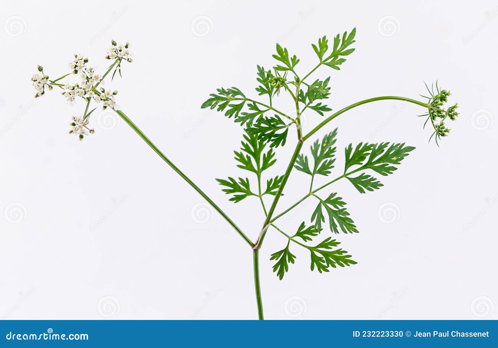 Stained Cigue Conium Maculatum Very Plant Stock Photo Image of background: 232223330