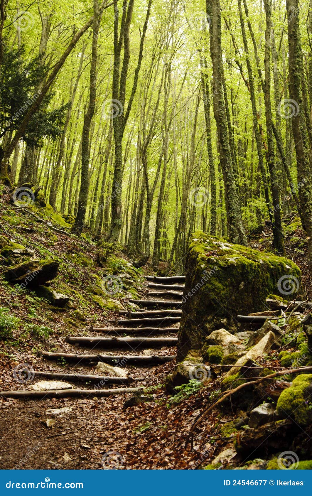 Stair in the wood stock image. Image of vitality, stairs 24546677